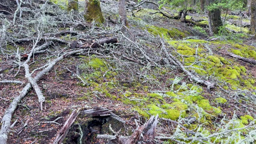 Camera slowly pans over moss-covered roots and stumps in a lush, shaded forest