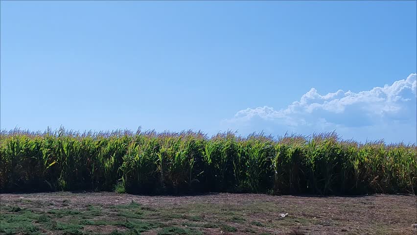 Cornfield Under a Blue Sky with Clouds.