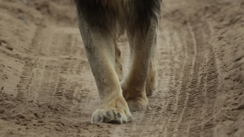 Closeup of a male lion's paws while walking down a sand road, Savute Botswana.
