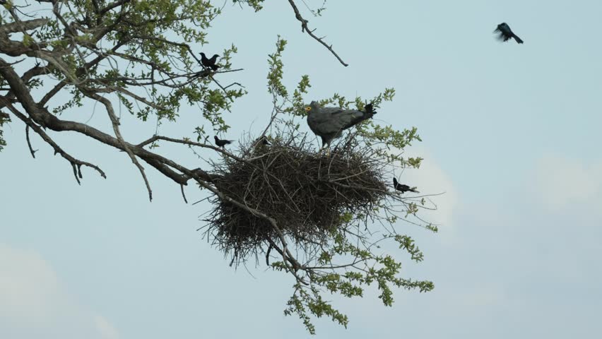 An African Harrier-Hawk sitting on a red-billed buffalo weaver