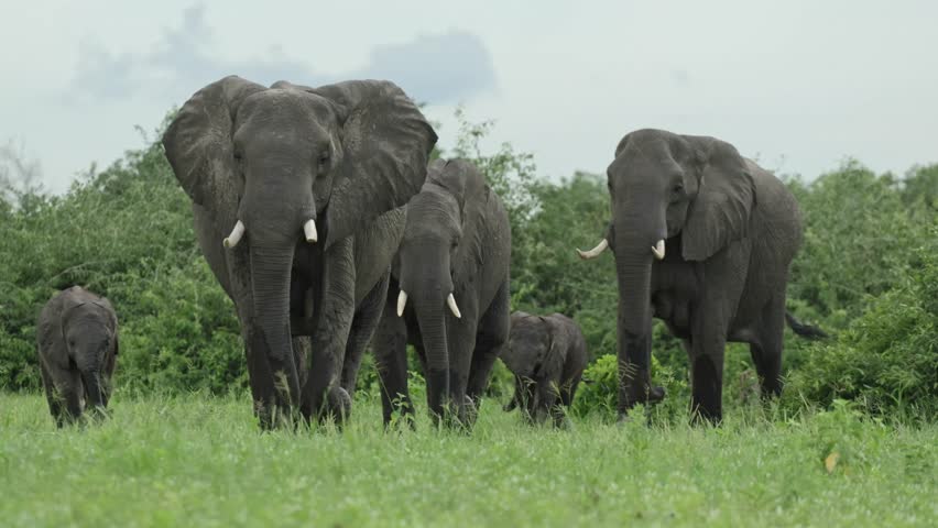 The matriarch of a herd of African elephants is leading the herd with two tiny calves across the green grassland in Savuti, Botswana.