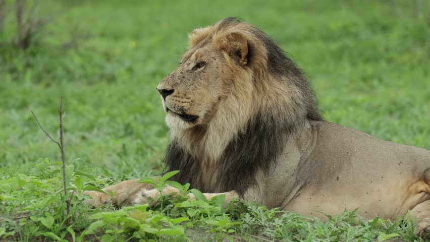 Medium shot of a majestic male lion roaring while lying in the green grassland, Savuti Botswana.