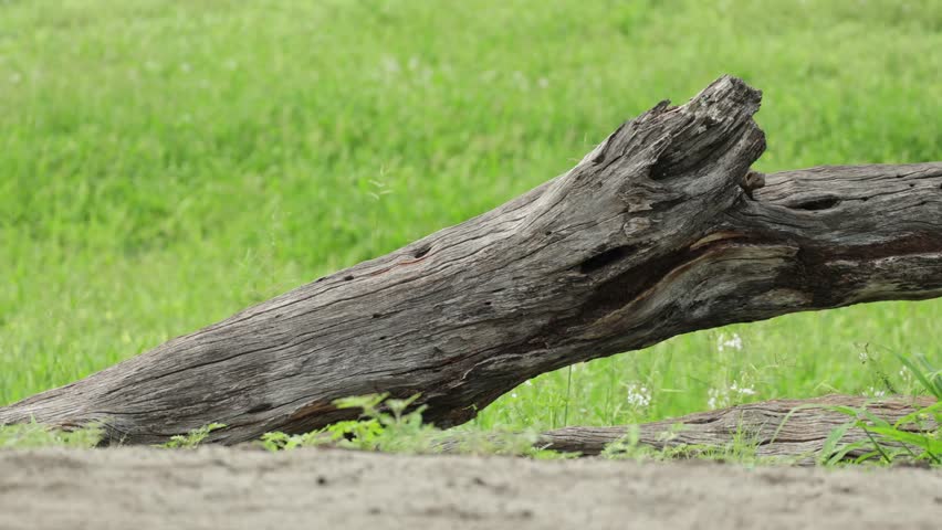 Wide shot of two dwarf mongooses looking out from a hole in a fallen tree while a third mongoose appear on the ground. Savuti, Botswana.