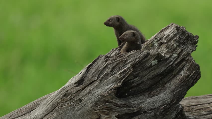 Medium closeup of two dwarf mongooses looking out a fallen log while a third mongoose come running up the tree. Beautiful blurred background. Savuti, Botswana.