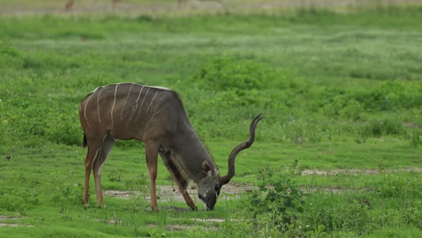 A beautiful kudu bull feeding on the fresh green grass and lifting his head in Chobe National Park.