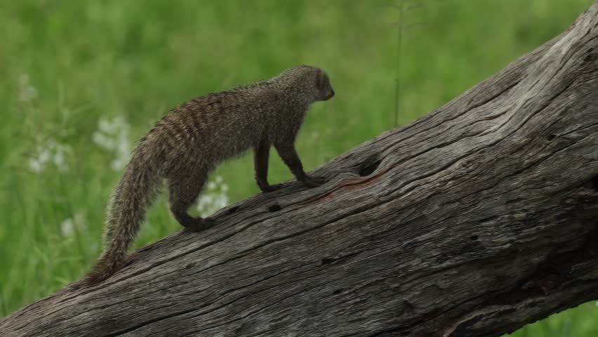 A banded mongoose climbing onto a fallen dead tree and is getting chased away by a dwarf mongoose, Savuti Botswana.