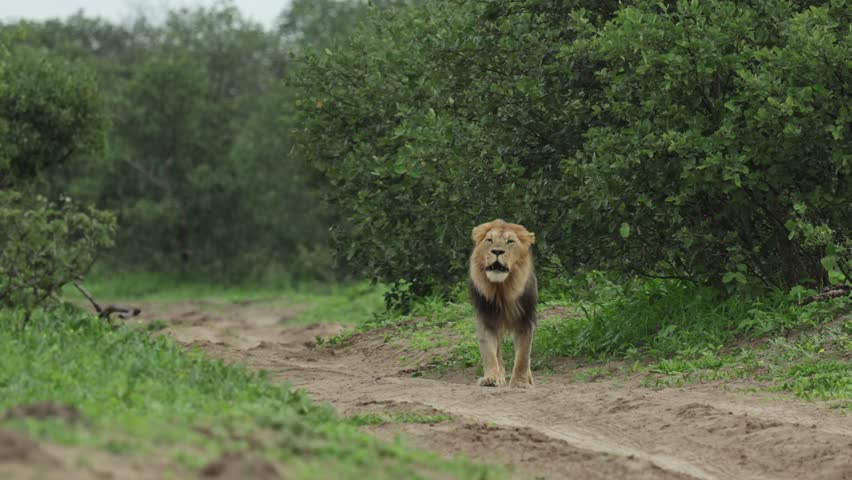 A majestic male lion walking down the sandy road while roaring, Savute Botswana.