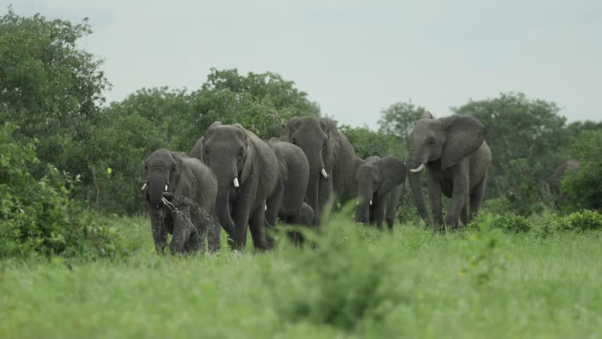 A herd of African elephants walking across the grassland through water towards the camera, Savuti Botswana.