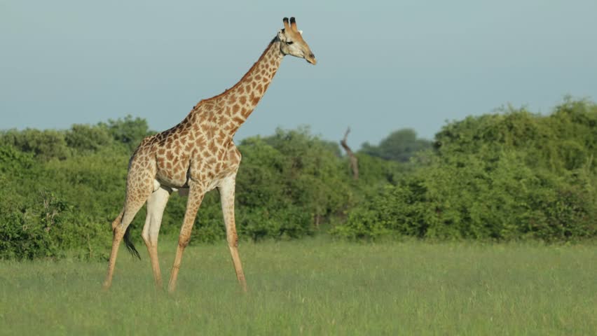 A panning shot of a male giraffe while walking through the green landscape with more giraffes in the background, Savuti Botswana.