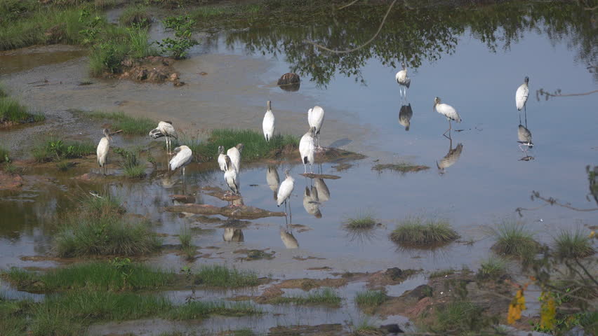Group of Wood Storks (Mycteria americana) standing and preening in shallow water at Playa Blanca, Panama. Wildlife scene in natural wetland habitat.
