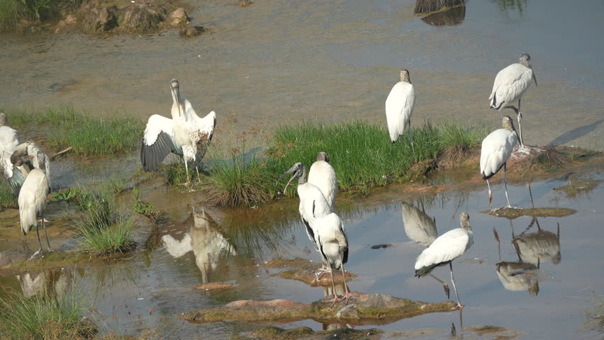 Group of Wood Storks (Mycteria americana) standing and preening in shallow water at Playa Blanca, Panama. Wildlife scene in natural wetland habitat.