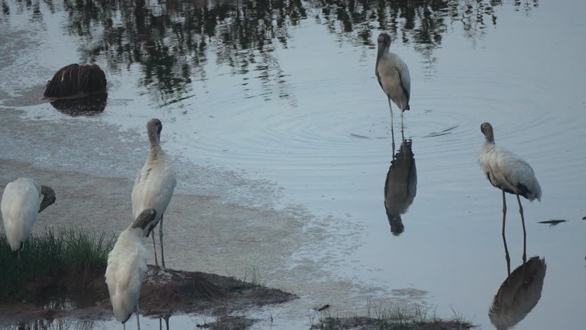 Group of Wood Storks (Mycteria americana) standing and preening in shallow water at Playa Blanca, Panama. Wildlife scene in natural wetland habitat.