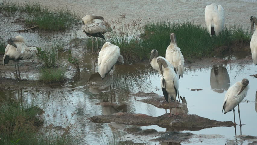 Group of Wood Storks (Mycteria americana) standing and preening in shallow water at Playa Blanca, Panama. Wildlife scene in natural wetland habitat.