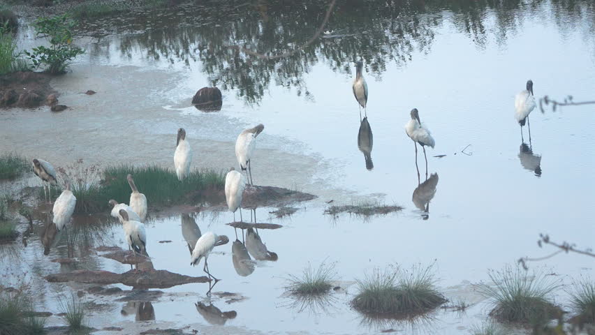 Group of Wood Storks (Mycteria americana) standing and preening in shallow water at Playa Blanca, Panama. Wildlife scene in natural wetland habitat.