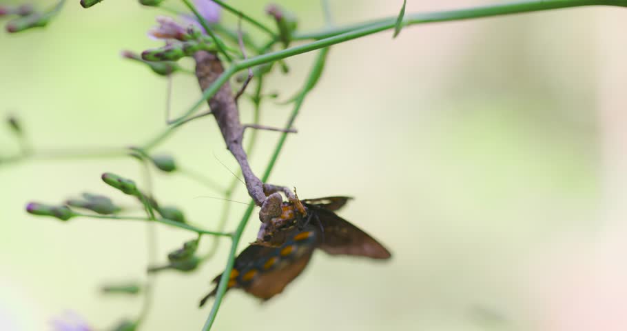 A Carolina Praying Mantis (Stagmomantis carolina) has caught and is slowly eating a swallowtail butterfly. The mantis pauses and looks right at the camera.