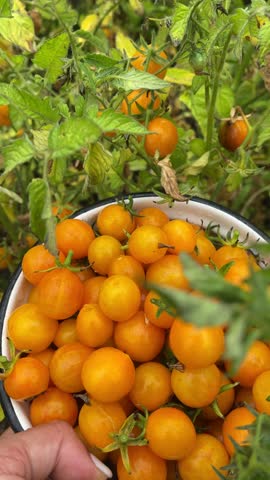 Freshly harvested ripe yellow cherry tomatoes in a bowl against the garden background, with tomato bushes. Growing and harvesting tomatoes. Vegetables in a healthy diet.