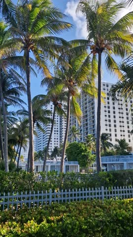 Vertical View of Miami Beach Florida USA Beachfront Condo Buildings and Palm Trees