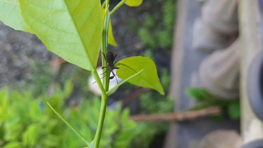Squash bug perched on citrus twig swaying in the wind, close up insect macro, garden pest, entomology, wildlife, 4K stock footage