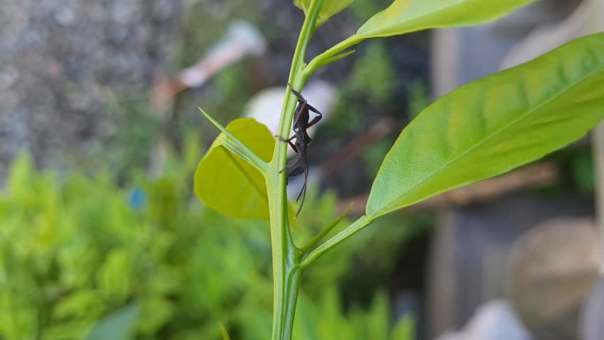 Squash bug perched on citrus twig swaying in the wind, close up insect macro, garden pest, entomology, wildlife, 4K stock footage