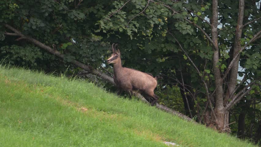 The mountain chamois comes from the hills of the green mountains in Switzerland. A beautiful animal grazing on the grass