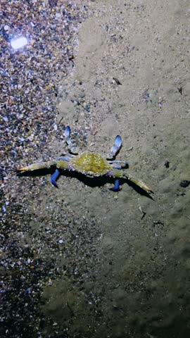 A blue crab that lives in the Mediterranean Sea. The African blue floating crab is Portunus segnis. A giant blue crab at night on a sandy beach. A crab with huge claws hunts on the seashore. 4К