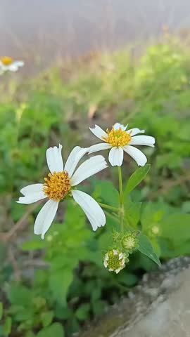 Bidens alba flowers,
shepherd needles, beggarticks, southern chudweed , Spanish needles, or butterfly needles.
can be used as medicinal remedies.