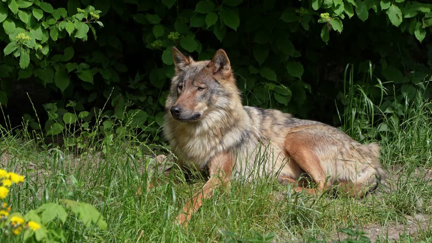 The wolf, Canis lupus, also known as the grey wolf or timber wolf is a canine native to the wilderness and remote areas of Eurasia and North America.