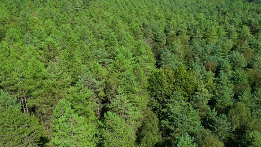 Aerial drone cinematic panorama of Sherwood Forest dense woodland trees and rural landscape Nottingham England UK