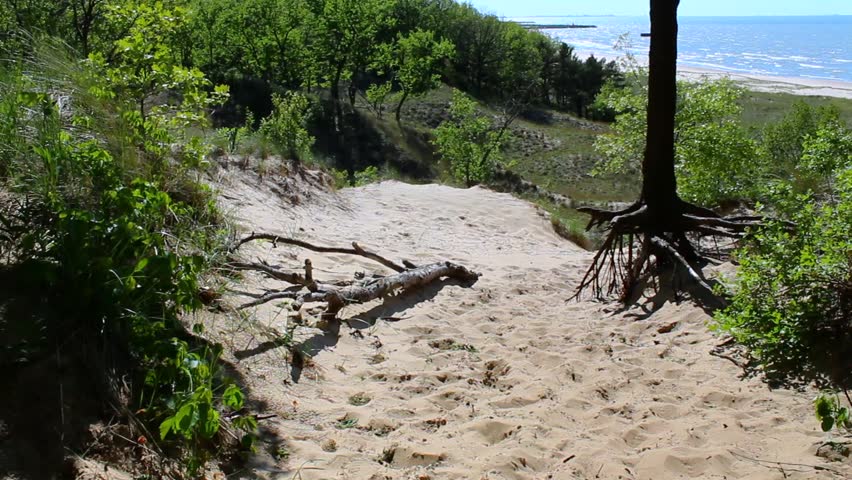 Exposed tree roots on sloped sand trail surrounded by greenery, with lake Michigan in background. Indiana Dunes National Park, USA