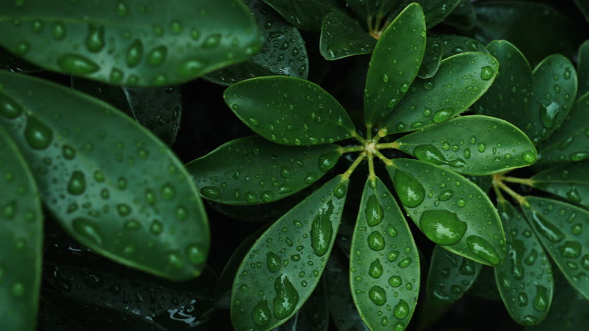 A beautiful close-up of water droplets resting on a plant's green leaves.