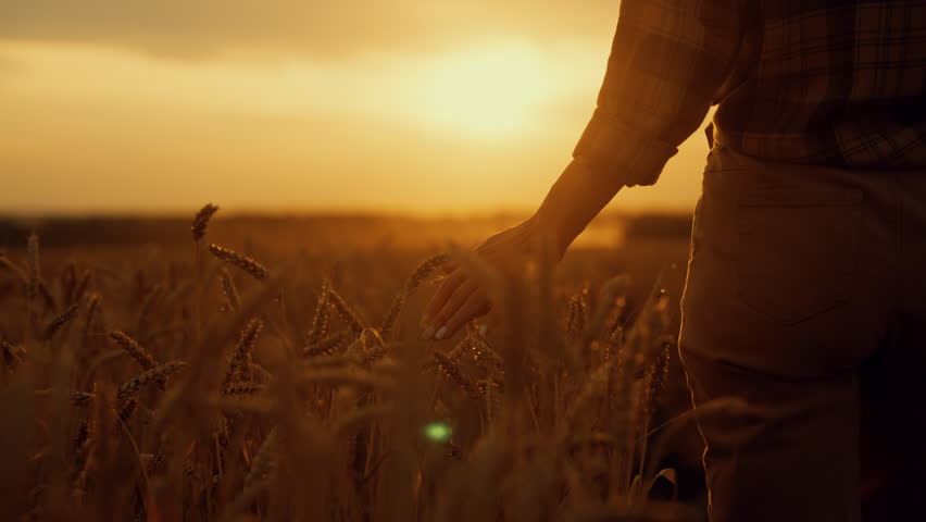 Female farm worker or tourist walking in rye field and stroking golden ears. Agronomist or farmer admiring beautiful scenery in sunset or sunrise above farmland, start of day, early morning in country