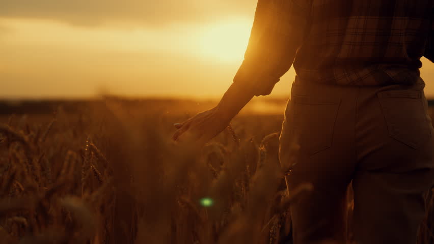 Female farm worker or tourist walking in rye field and stroking golden ears. Agronomist or farmer admiring beautiful scenery in sunset or sunrise above farmland, start of day, early morning in country
