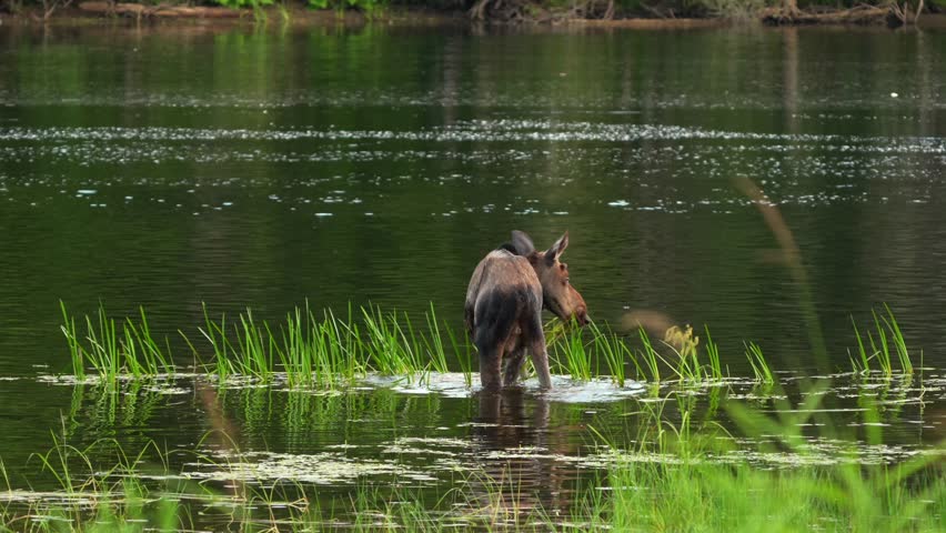 A young moose grazing in the water along the edge of a river.