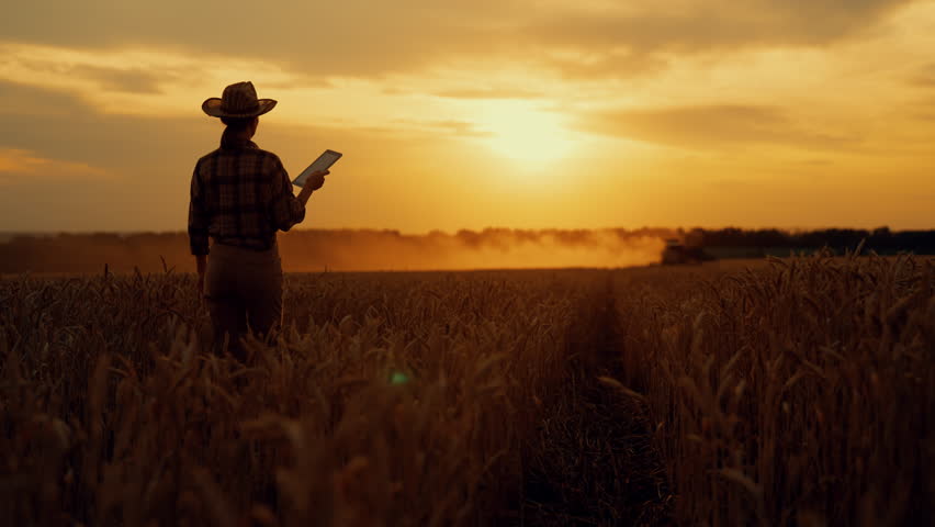 Harvest rye or wheat in ecological region, woman farmer walking in fields. Summertime in country, professional agronomist lady controlling workers of agricultural machinery, amazing rural scenery