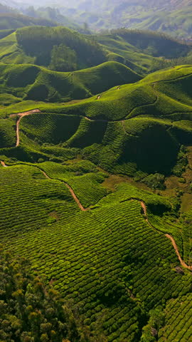 Vertical drone shot overlooking sunlit tea gardens of Munnar, India, golden hour