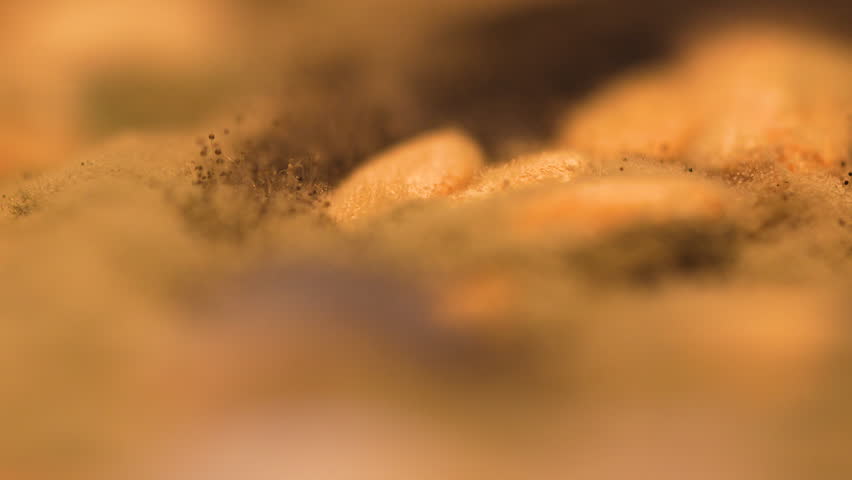 Macro detail of fungus and black spores spreading on rotten fruit, mold growth in shallow focus