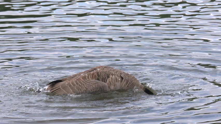 Canada Goose (Branta canadensis) on a lake, washing its plumage and flapping its wings to dry them. August, Kent, UK. Slow motion x5