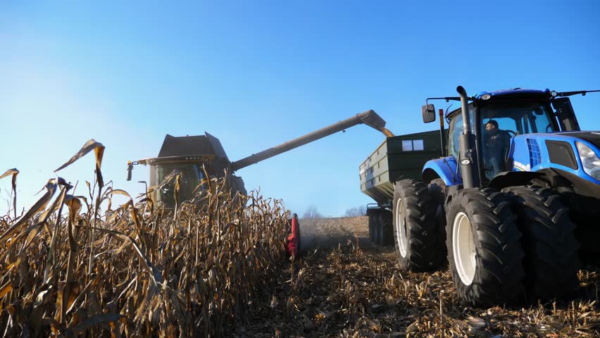 Harvester loading off ripe corn grains into tractor trailer. Agricultural machines working in farmland during harvesting. Gathering maize crop on farm. Farming or cargo transportation concept. Slow mo