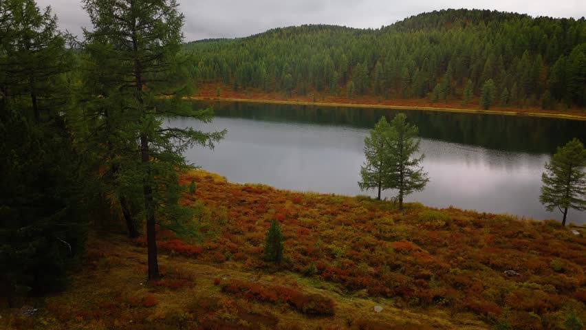 Lake in Altai Republic, Siberia, surrounded by dense forest and autumn meadows. Aerial wilderness landscape perfect for travel, tourism, and outdoor stock video.