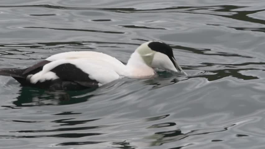 Close-up of a Common Eider Duck in Norway