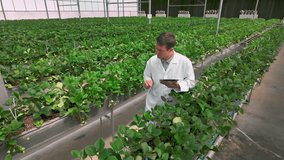 Scientist inspects strawberry plants in greenhouse, checking growth in hydroponic farm. Scene highlights agriculture, horticulture, agronomy, cultivation, research, inspection, and botanist work. 4k - Powered by Shutterstock - Get 15% off with code: PIKWIZARD15