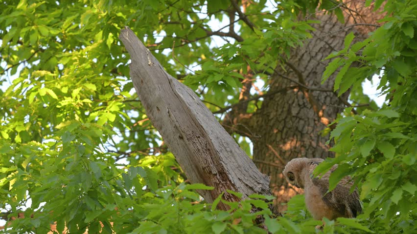 Great Horned Owl on branch