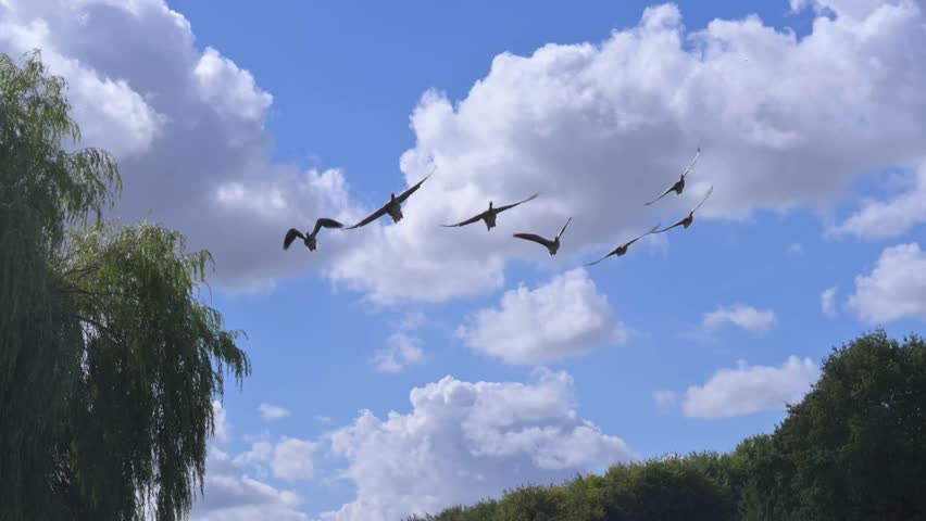 Seven Canada Geese (Branta canadensis) flying overhead. Slow motion x5