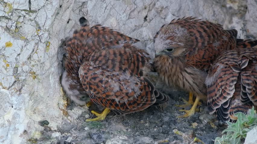 Common kestrel (Falco tinnunculus) chicks, birds feeding on prey in nest