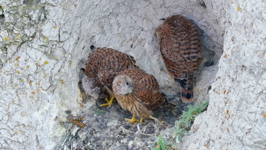 Common kestrel (Falco tinnunculus) chicks, birds feeding on prey in nest