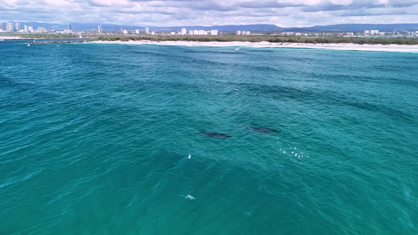 Two Humpback whales swim towards a flock of sea birds resting on the blue ocean waters close to a city skyline. Aerial view