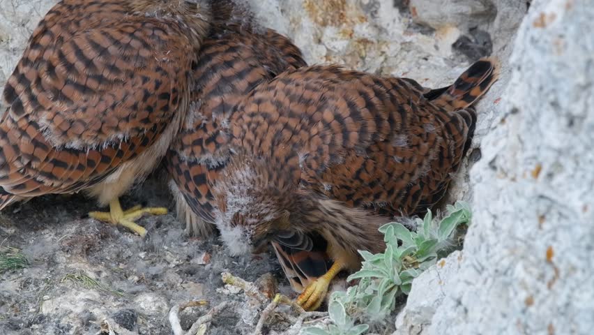Common kestrel (Falco tinnunculus) preening, bird feather maintenance