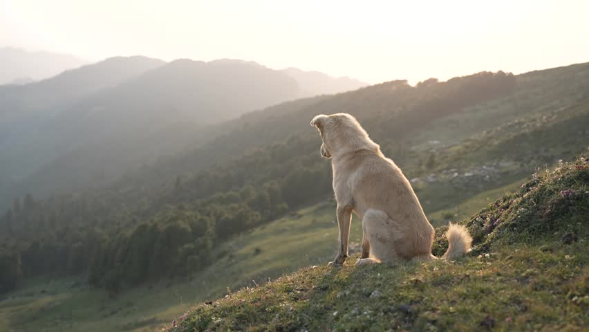 A majestic dog overlooking the horizon and running down a vast mountain range at sunset near Raghupur Fort, Tirthan Valley, Himachal Pradesh, India.