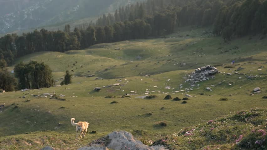 A majestic dog overlooking the horizon and running down a vast mountain range at sunset near Raghupur Fort, Tirthan Valley, Himachal Pradesh, India.