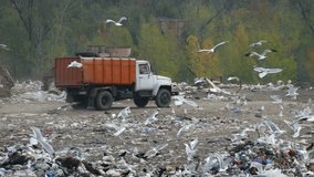 A huge flock of seagulls flying around a garbage truck. Birds and seagulls on a landfill. Environmental pollution and an ecological disaster. A truck dumps garbage. - Powered by Shutterstock - Get 15% off with code: PIKWIZARD15